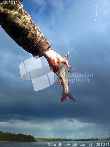 Image of grayling fishing Northern fish