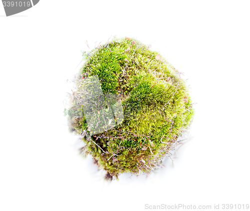 Image of natural moss decoration on white background