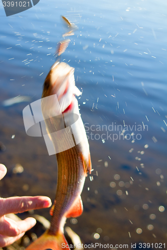 Image of grayling fishing Northern fish