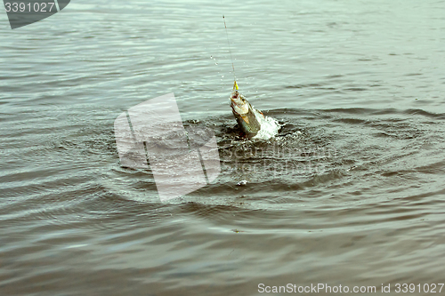 Image of grayling caught in the river at the bait just