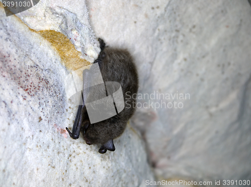 Image of Sleeping bat  in  cave