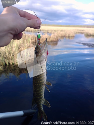 Image of pike fishing Northern fish