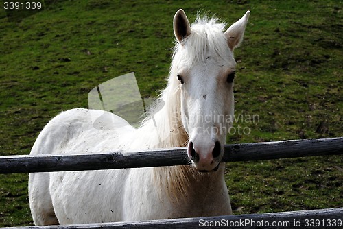 Image of White Horse