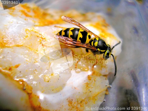 Image of Wasp 