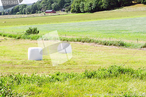 Image of Ensilage