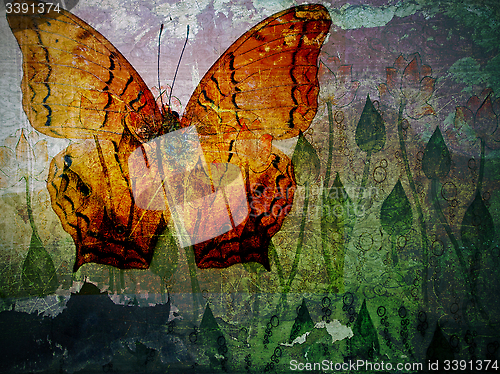 Image of butterfly