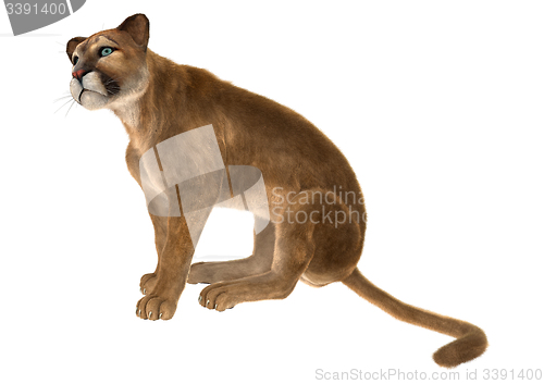 Image of Puma