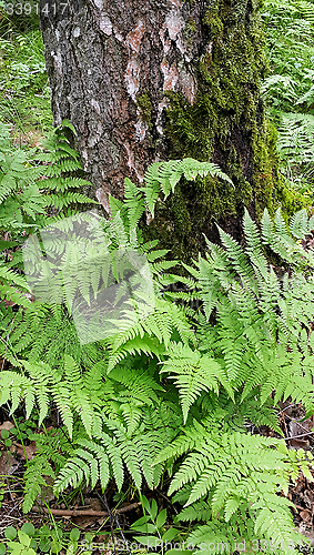 Image of Fern and old birch trunk