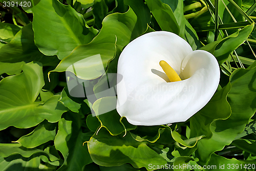 Image of Beautiful calla flower 