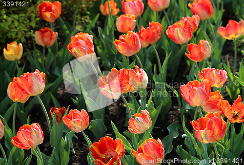 Image of Beautiful tulips