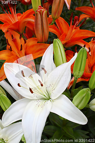 Image of Bright colorful lilies