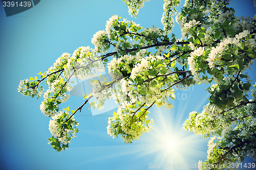 Image of Branch of a spring tree with beautiful white flowers