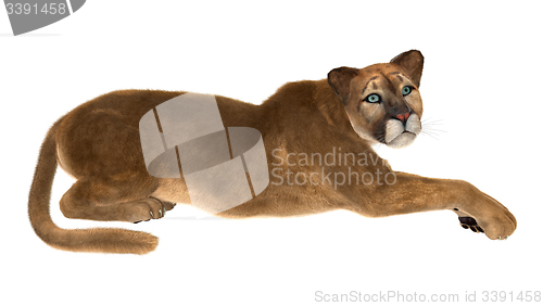 Image of Puma