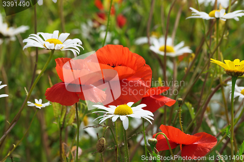 Image of Red poppy.