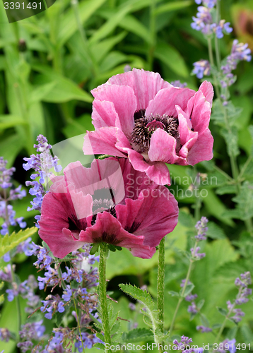 Image of Plum colored poppies.