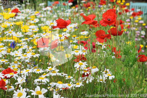 Image of Poppy field and daisies.