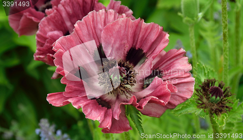 Image of Plum colored poppies.