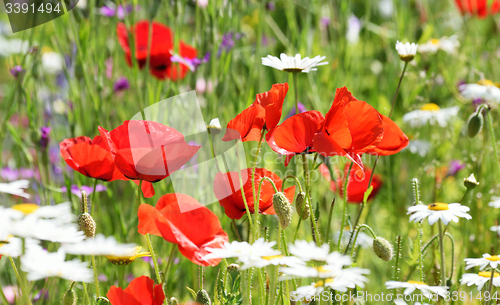 Image of Poppy field and daisies.