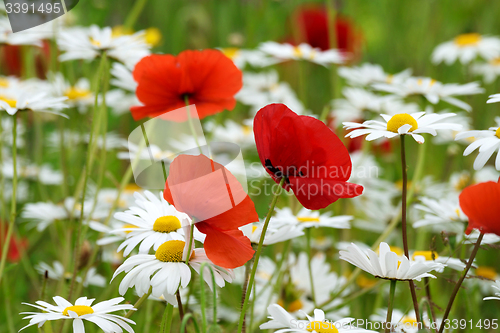 Image of Poppy field and daisies.