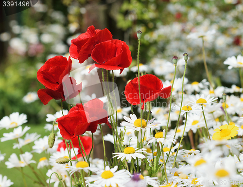 Image of Poppy field and daisies.