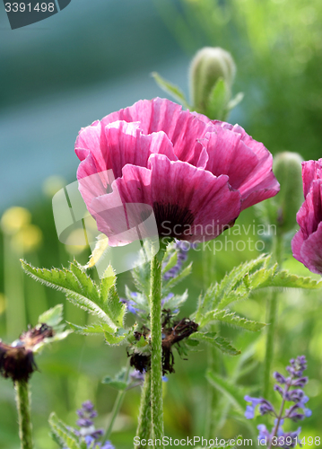 Image of Plum colored poppies.