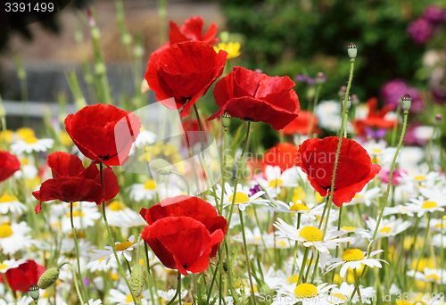 Image of Poppy field and daisies.