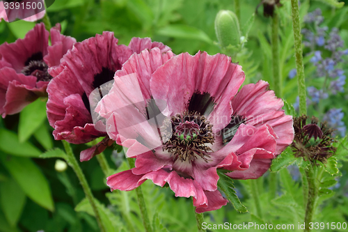 Image of Plum colored poppies.