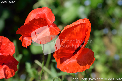 Image of Poppy field and daisies.