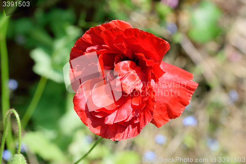 Image of Poppy field and daisies.