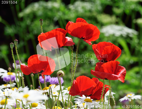 Image of Poppy field and daisies.