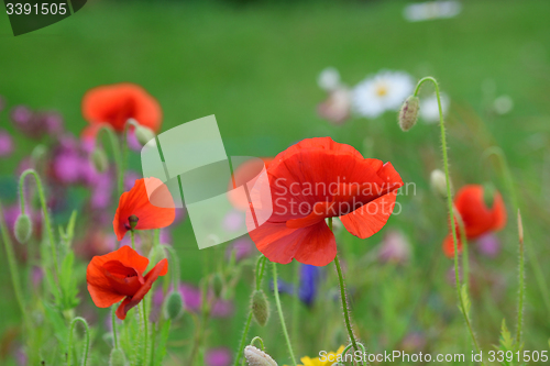 Image of Poppy field and daisies.