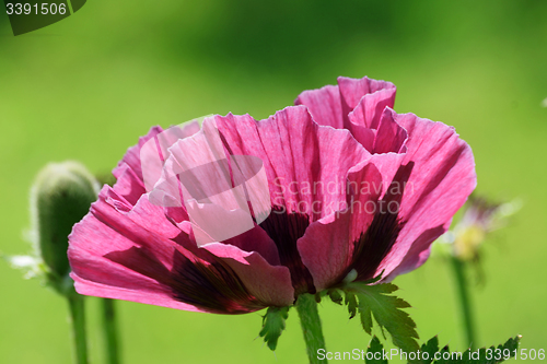 Image of Plum colored poppies.