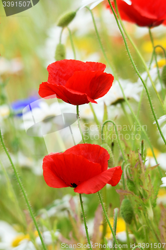 Image of Poppy field and daisies.