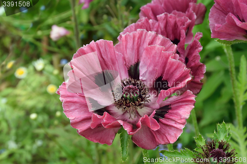 Image of Plum colored poppies.