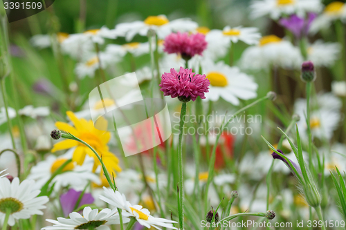 Image of Poppy field and daisies