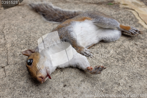 Image of Dead and injured squirrel lying on concrete