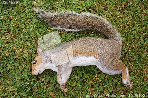 Image of Dead female squirrel on grass