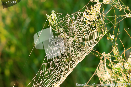 Image of Spider Web with droplets