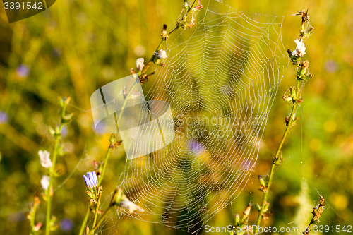 Image of Spider Web with droplets