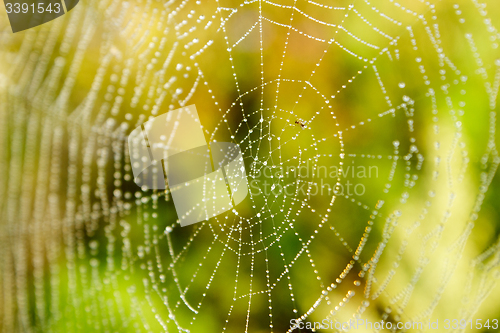 Image of Spider Web with droplets