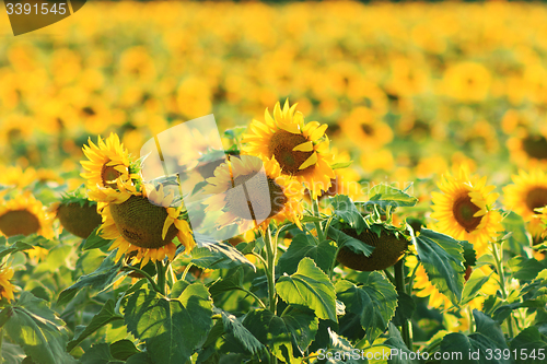 Image of Sunflowers Field