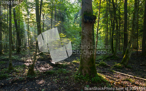 Image of Natural deciduous stand of Bialowieza Forest in morning