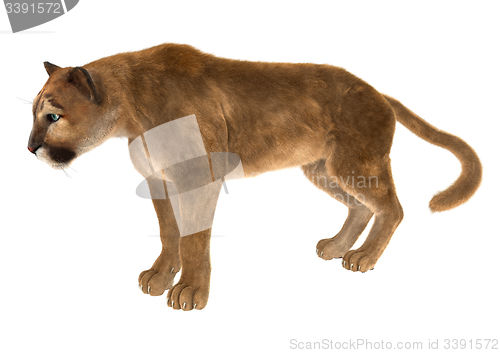 Image of Puma