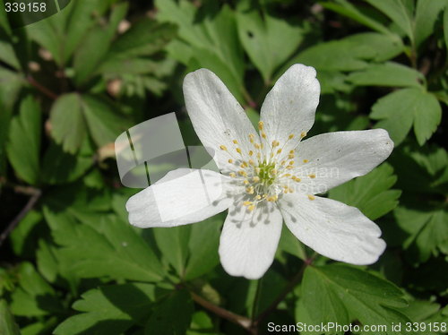 Image of White anemone