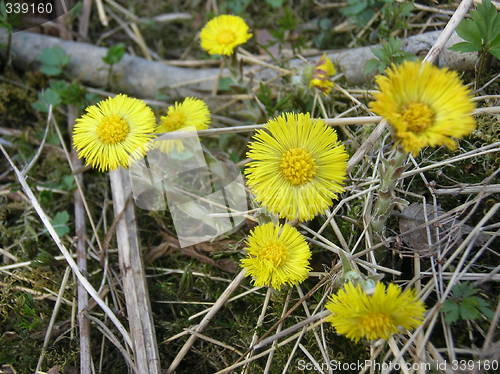 Image of Coltsfoot