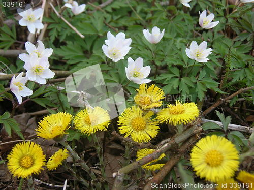 Image of FLOWERS OF SPRING