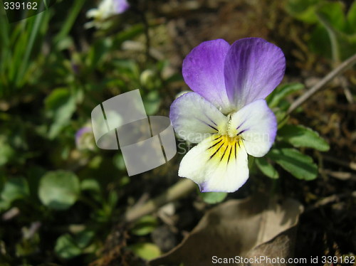 Image of Pansy