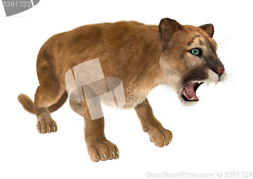 Image of Puma