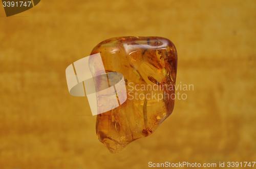 Image of Amber on yellow