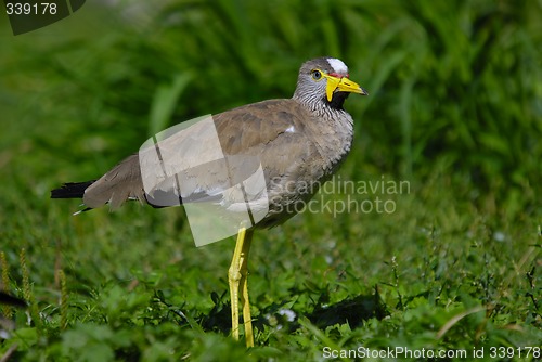 Image of Senegal Wattled Plover